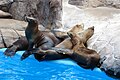 Seals